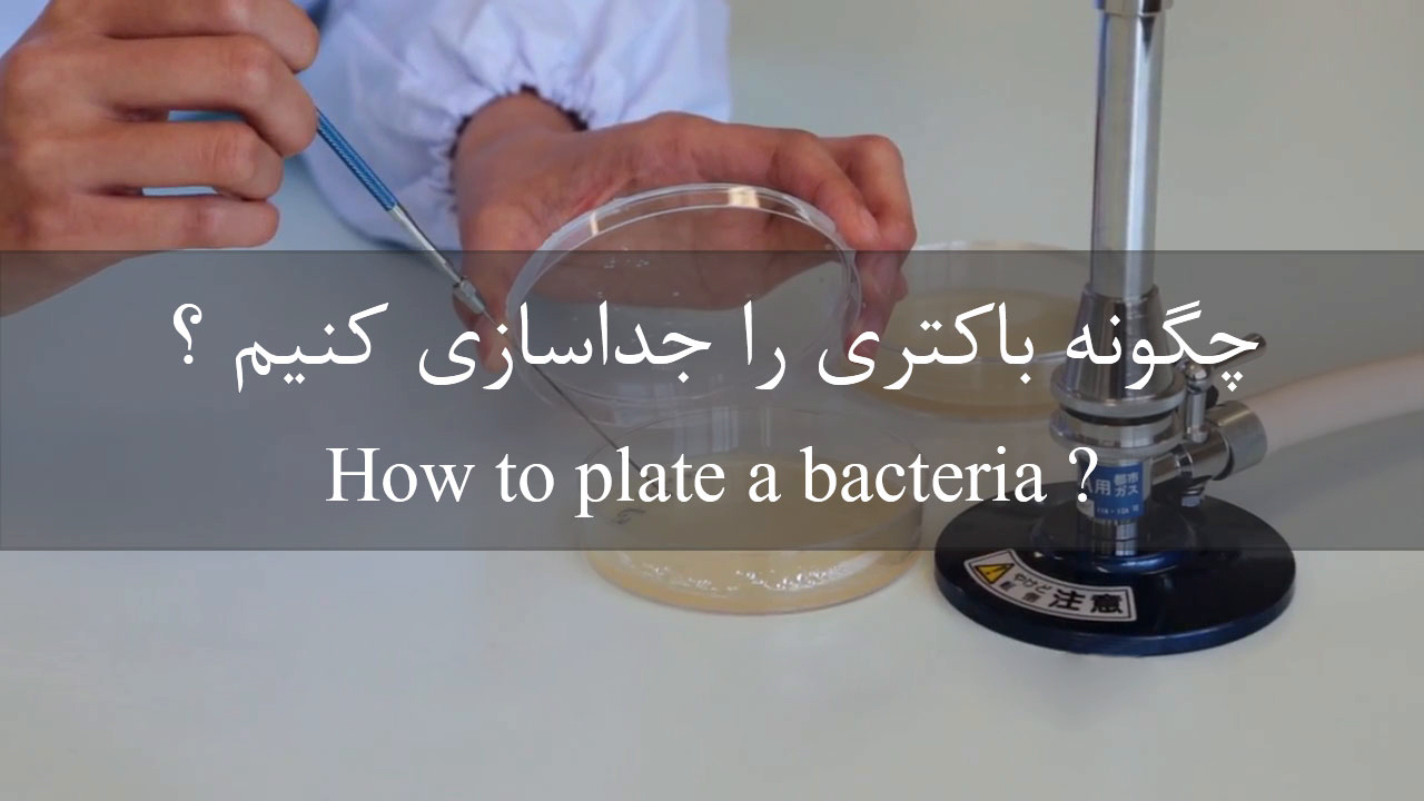 چگونه باکتری را جداسازی کنیم؟