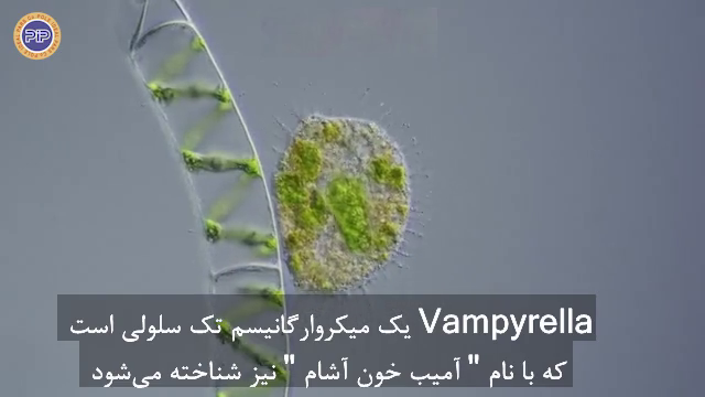 تروفوزوئیت Vampyrella lateritia